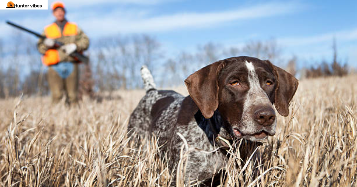 rabbits hunters first choive.