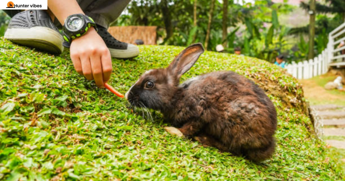 best practies to huntiing rabbits.